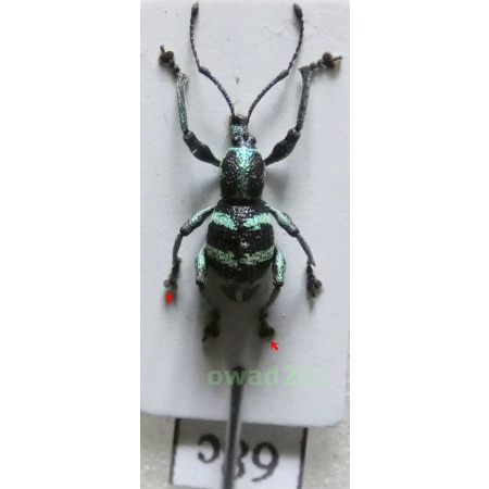 Neopyrgops sp. Heller, 1913 Philippines68c